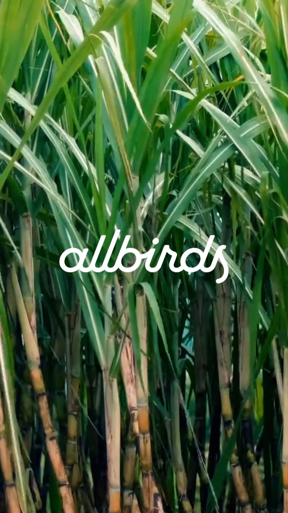 Allbirds