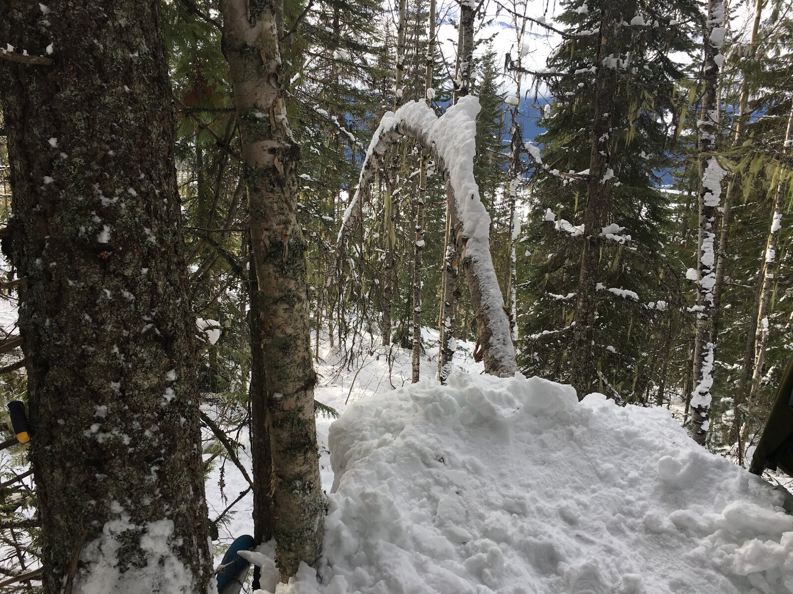 The felled tree bent and tied into an arc over deep snow